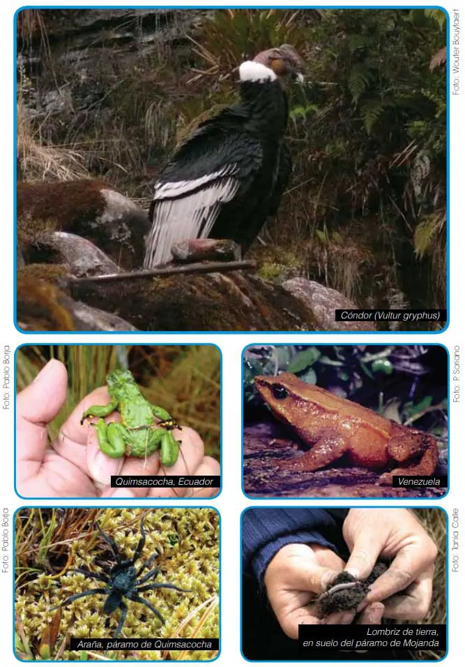 Paramo Clima Flora Fauna Y Caracteristicas Ovacen