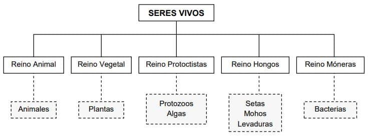 Seres vivos: Qué son, clasificación y características | OVACEN