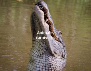 Animales carnívoros; Qué comen, tipos, características y ejemplos