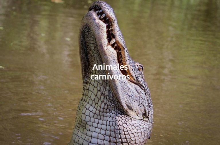 Animales carnívoros; Qué comen, tipos, características y ejemplos OVACEN