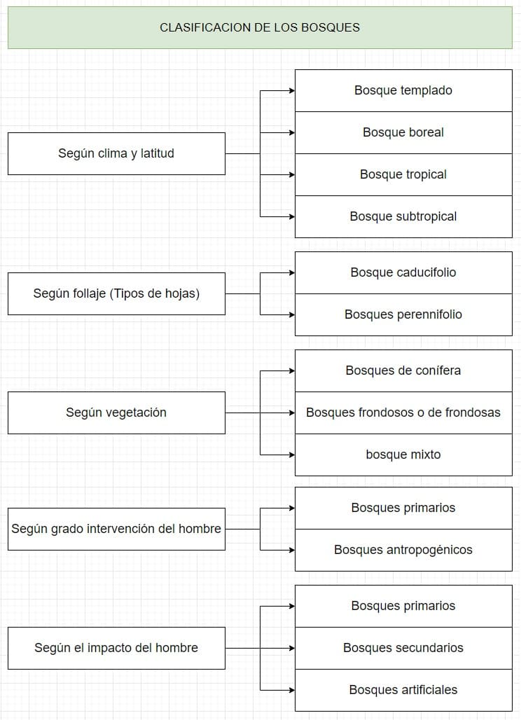 Bosque; Qué son, ubicación geográfica y tipos de bosques OVACEN