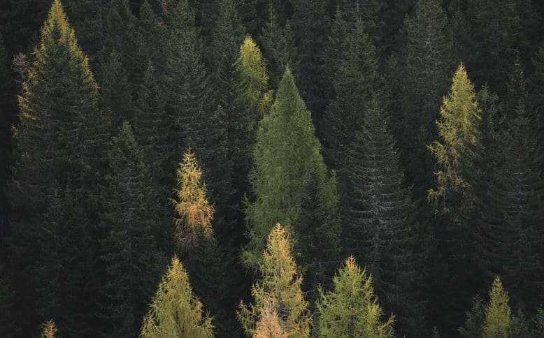 Bosque; Qué Son, Ubicación Geográfica Y Tipos De Bosques | OVACEN