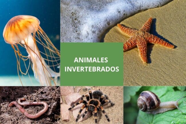 cuáles son los animales invertebrados y características