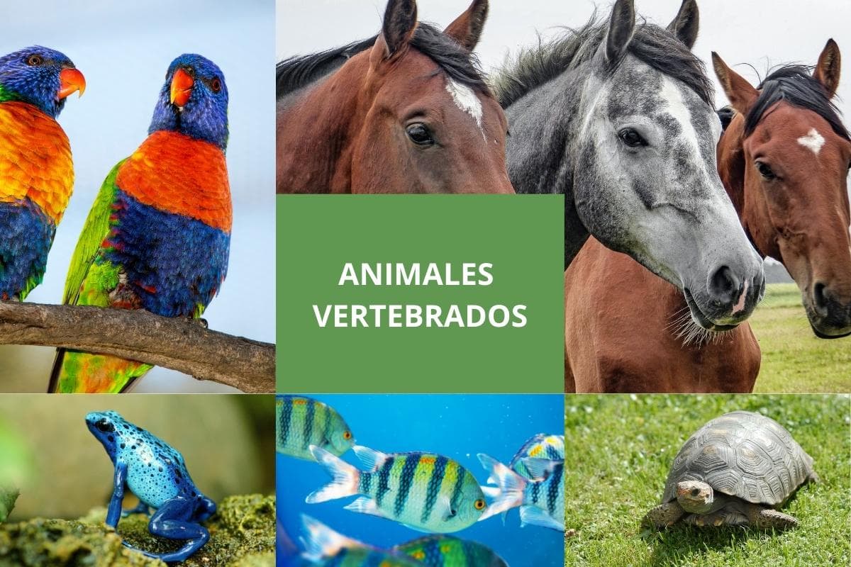 Persona con experiencia tarta libertad Animales vertebrados: Cuáles son, clasificación y ejemplos | OVACEN