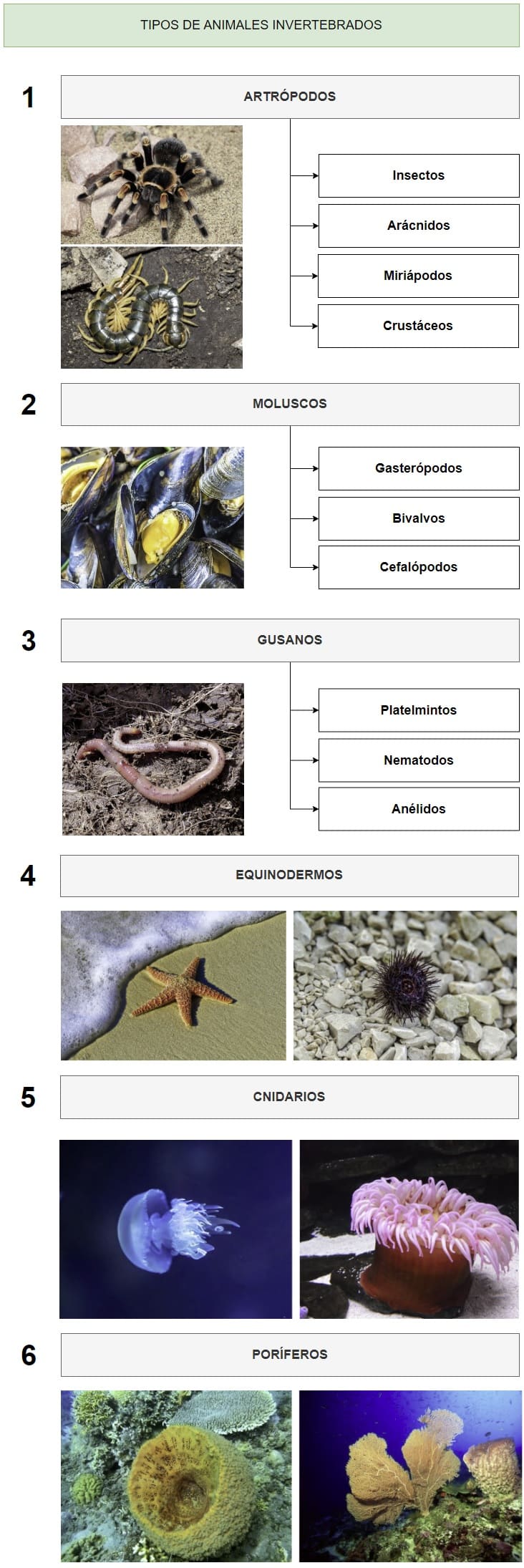 clasificación de los tipos de animales invertebrados