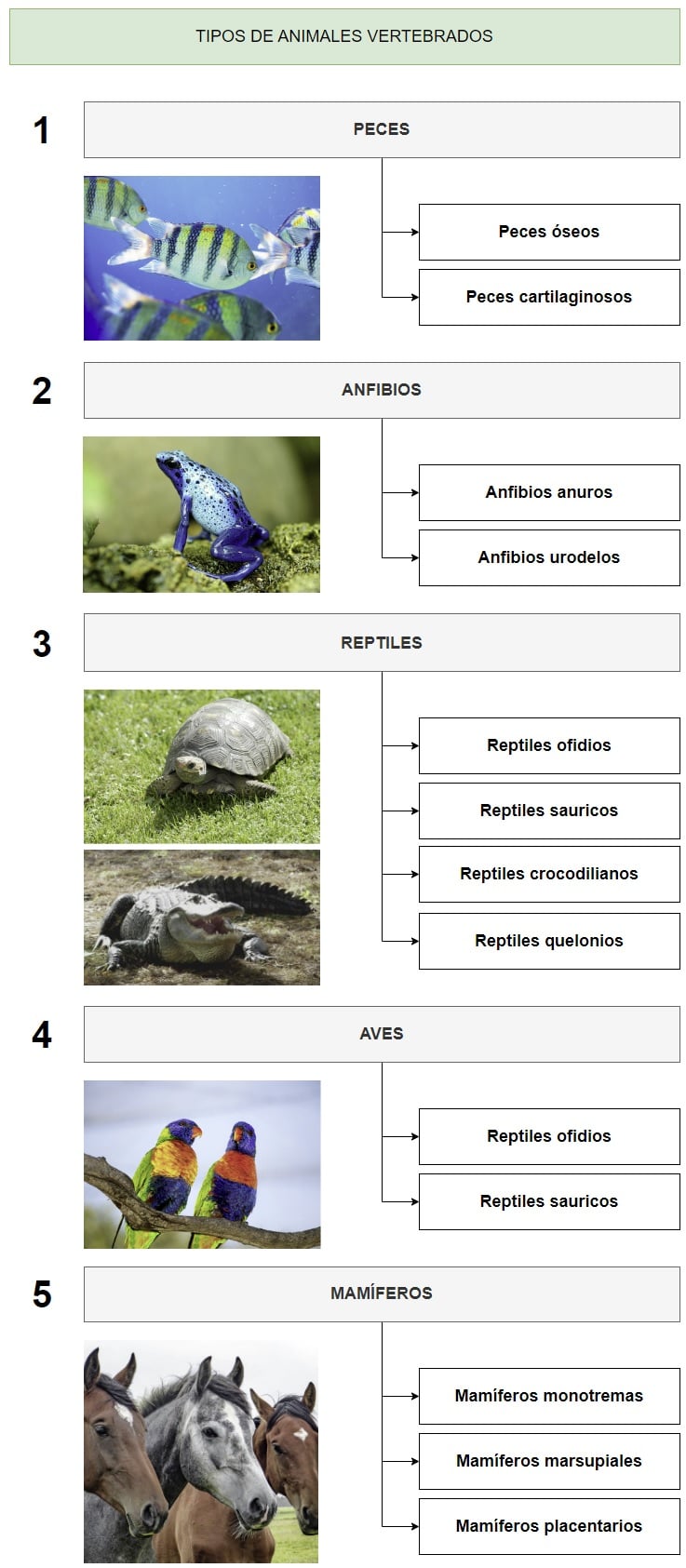 Clasificación de los tipos de animales vertebrados